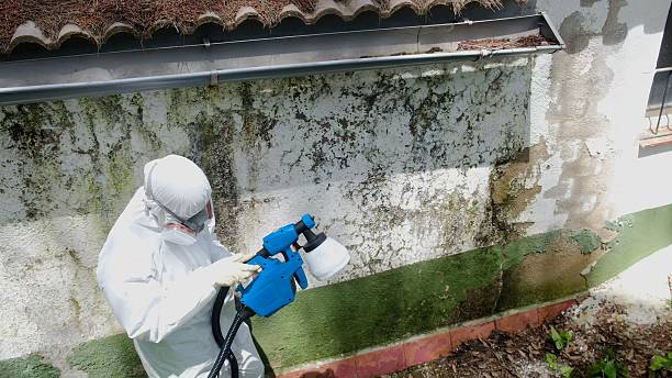 Trusted Black Mold Removal service in Callao, VA - Cheap Mold Removal